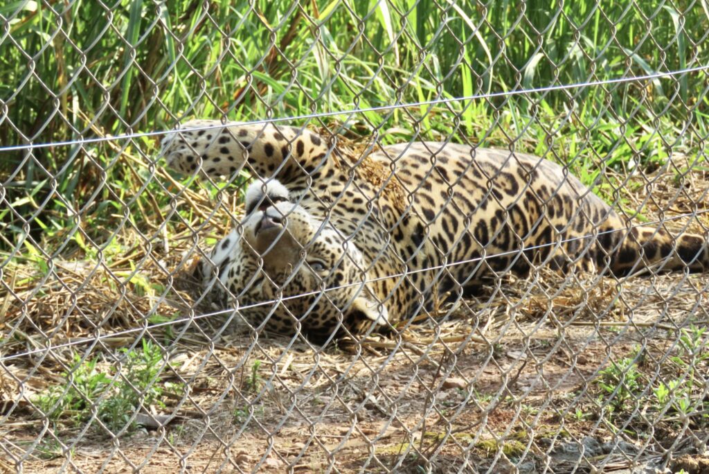 onça fazendo graça mantenedor ampara silvestre