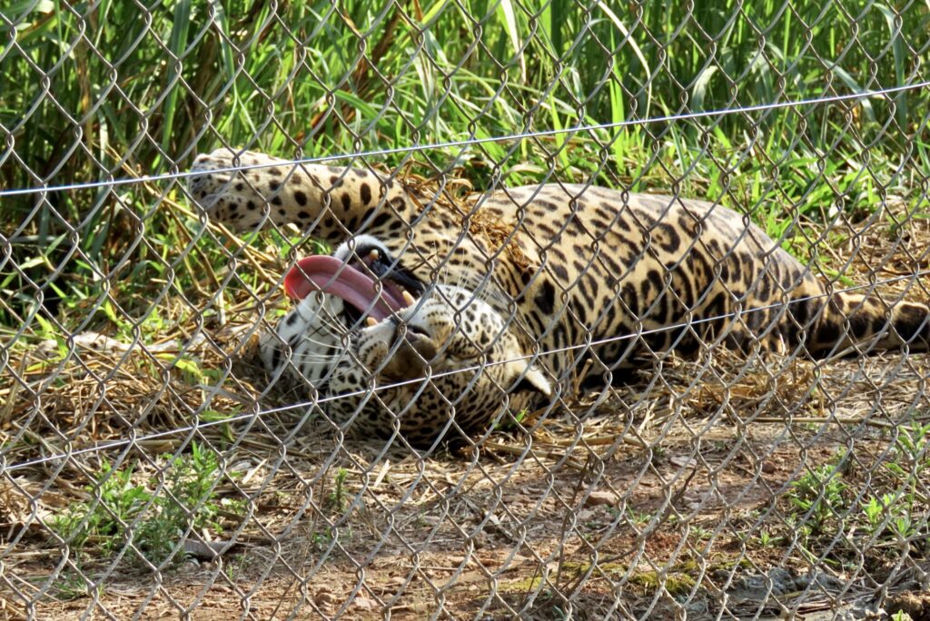 onça mostrando a língua mantenedor ampara silvestre pantanal