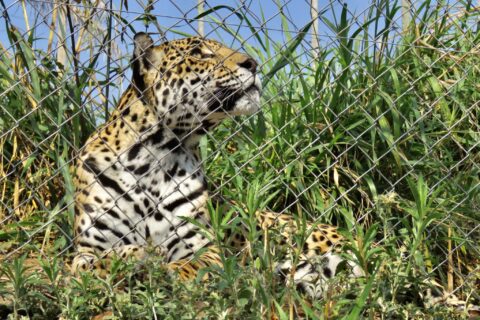 onça olhando pra cima ampara silvestre proteção animal jaguar parade