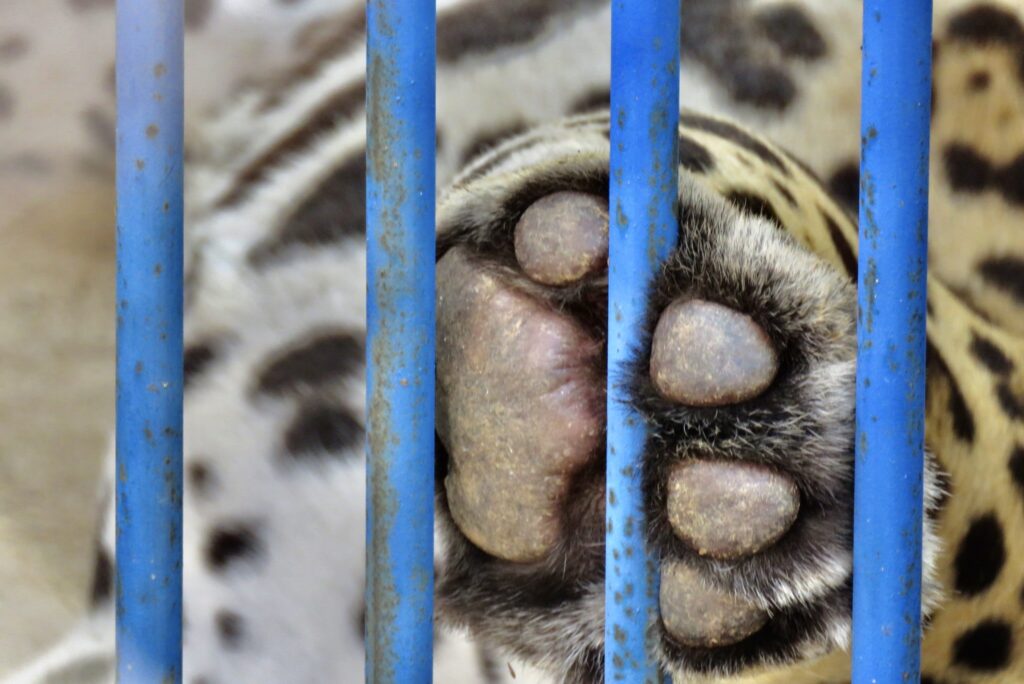 detalhe pata de onça ampara animal instituto jaguar parade