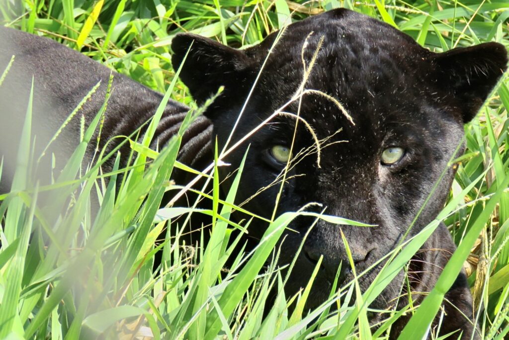 onça preta animal selvagem lindo ampara silvestre jaguar parade
