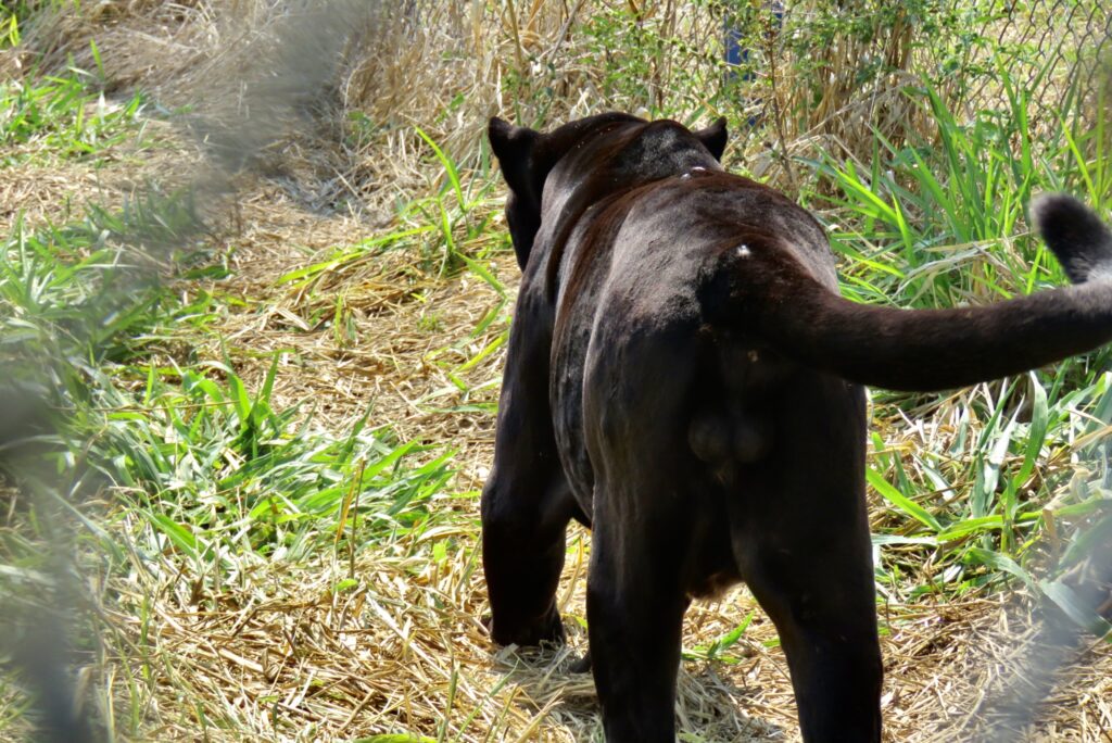 onça caminhando onça preta jaguar parade ampara animal silvestre