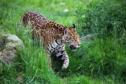 jaguar onça na mata atlântica