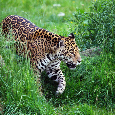 jaguar onça na mata atlântica
