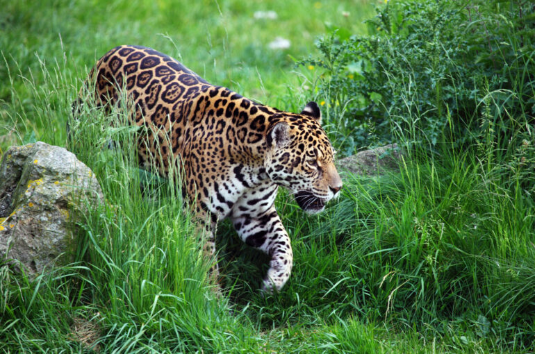 jaguar onça na mata atlântica