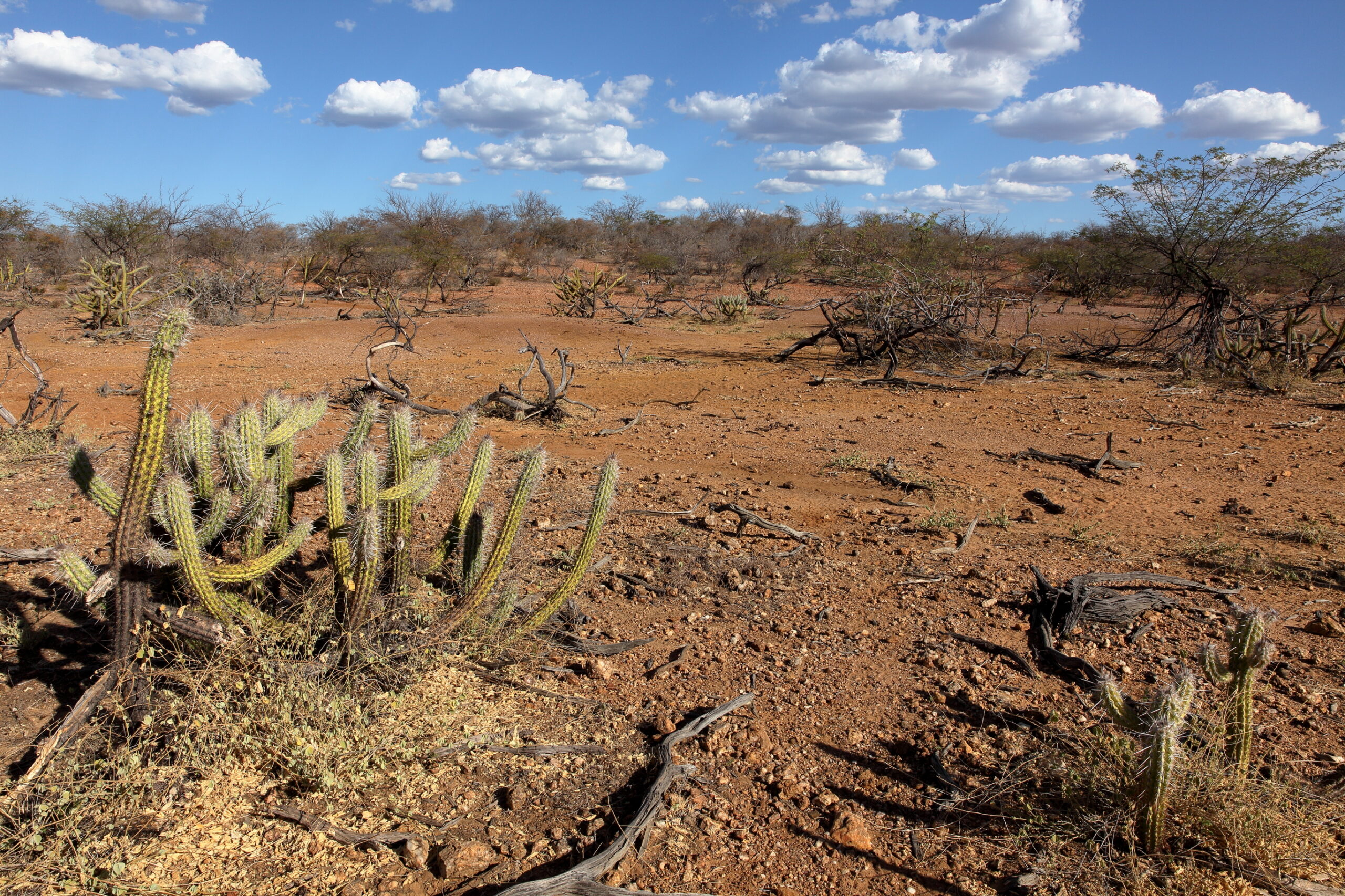 Discovering the Caatinga: Brazils Semiarid Biome - Artery - Eventos de  Arte Urbana - ESG, Sustentabilidade, Marketing Cultural e de Causa