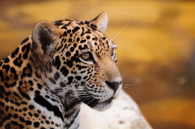 jaguar parade na COP30 em belém 2025