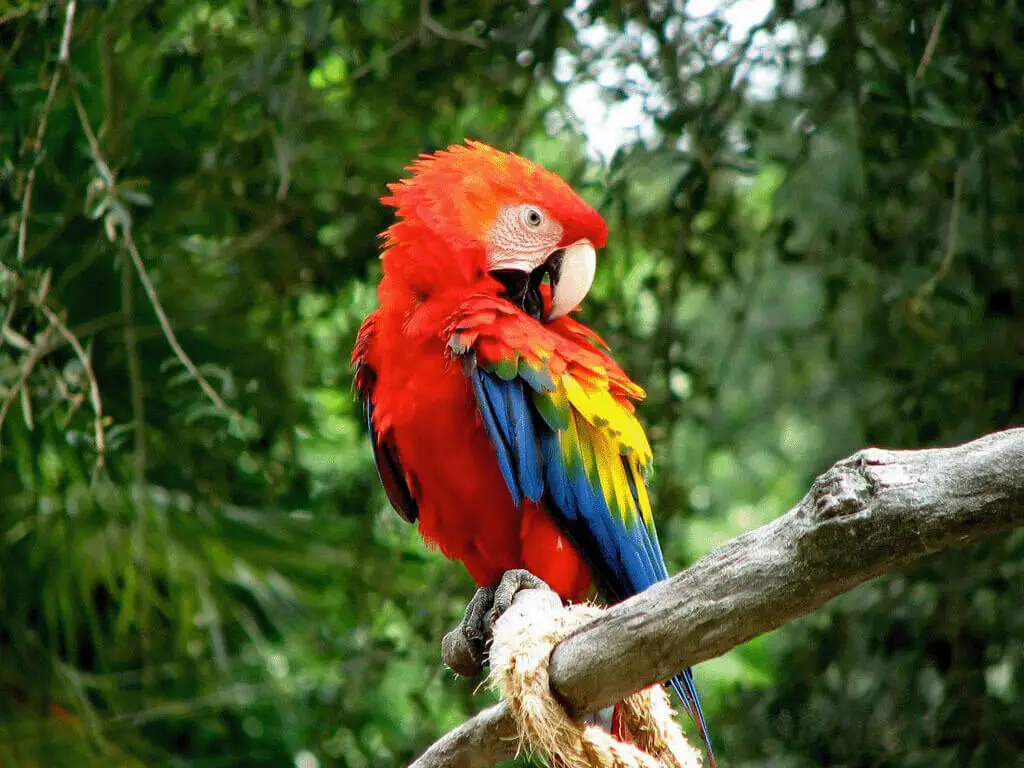 arara colorida na amazônia encantando a paisagem