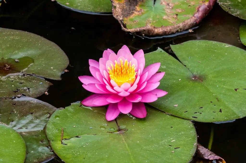 flor de lótus amazônia colorida e rosa 