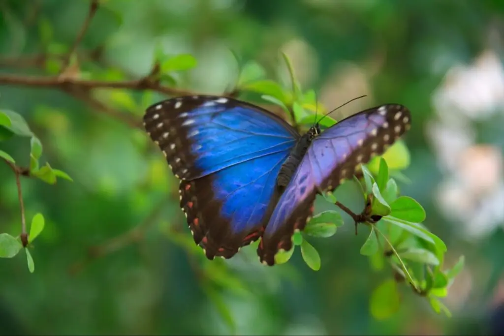 borboleta azul na amazônia, inspiração para artistas da jaguar parade