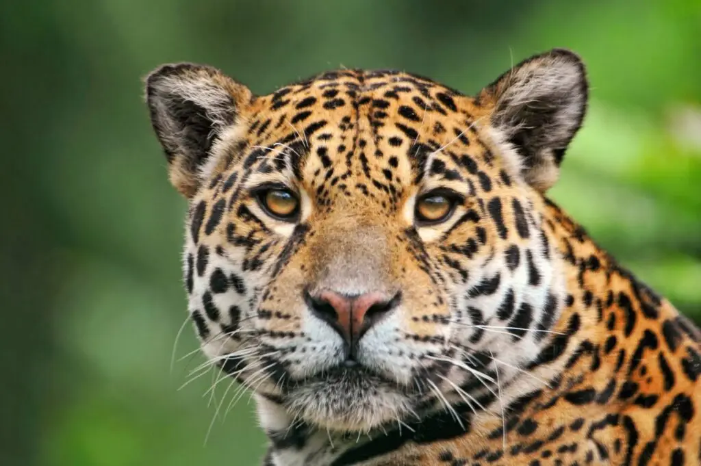 onça pintada na amazônia, um símbolo de conservação e da jaguar parade