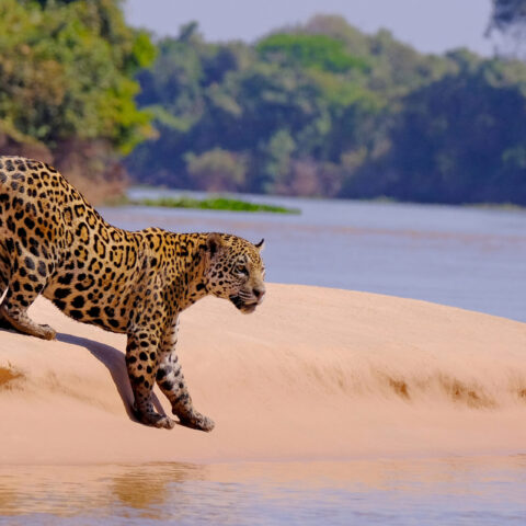 onça jaguar parade belém cop30