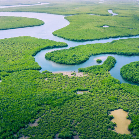 amazônia e jaguar parade, cop 30